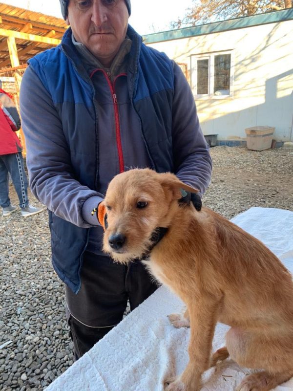 COOKIE - reserviert THL DogR - vermittelt – Bild 2