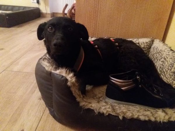 Mellie in 53881 Euskirchen *reserviert* – Bild 6