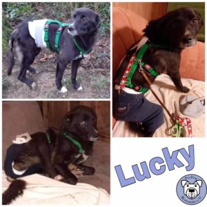 LUCKY - Gnadenplatzhund seit dem 17.02.2022  - RBB 17.11.2023