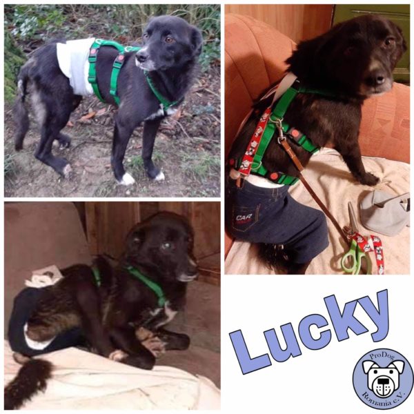 LUCKY - Gnadenplatzhund seit dem 17.02.2022  - RBB 17.11.2023
