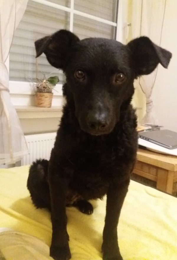 Mellie in 53881 Euskirchen *reserviert* – Bild 4