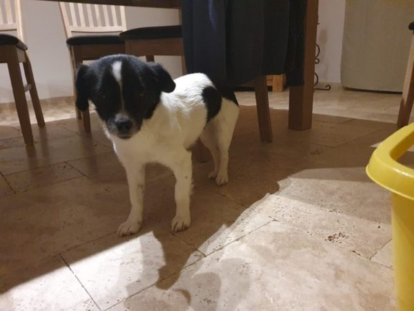 Smilla in 91792 Ellingen *reserviert* – Bild 7