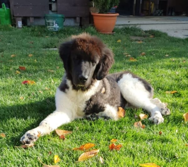 HAWKINS - Gnadenplatzhund seit dem 01.11.2020 – Bild 7