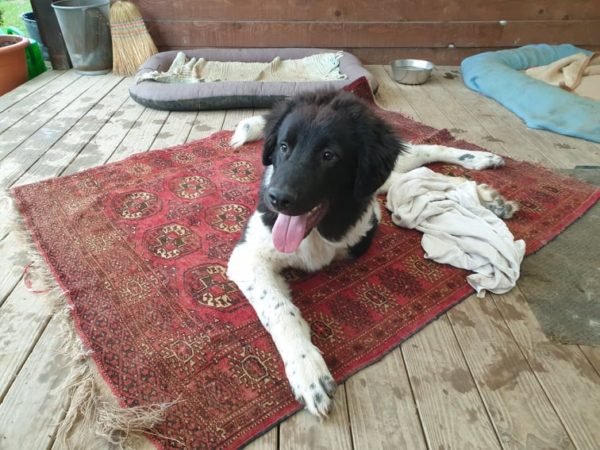 HAWKINS - Gnadenplatzhund seit dem 01.11.2020 – Bild 5