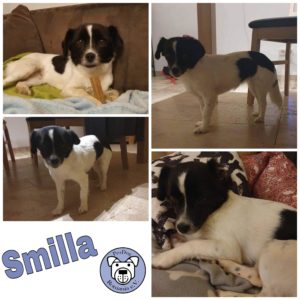 Smilla in 91792 Ellingen *reserviert*