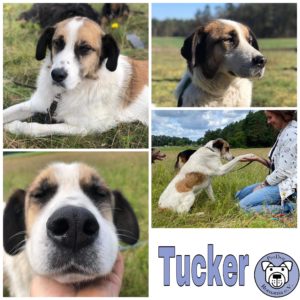 Tucker in 21435 Stelle - reserviert (PSL)