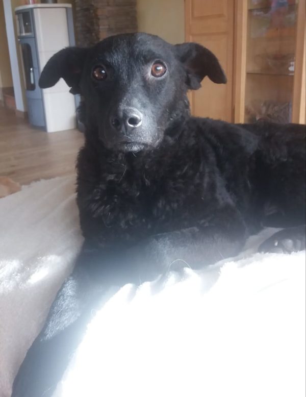 Mellie in 53881 Euskirchen *reserviert* – Bild 2