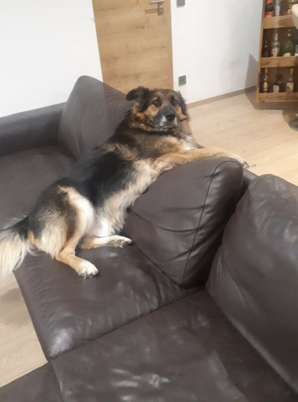 ERWIN - Gnadenplatzhund seit 2020 – Bild 3