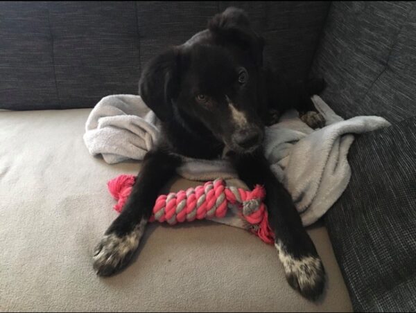 Mäxchen in 40670 Meerbusch - vermittelt – Bild 3