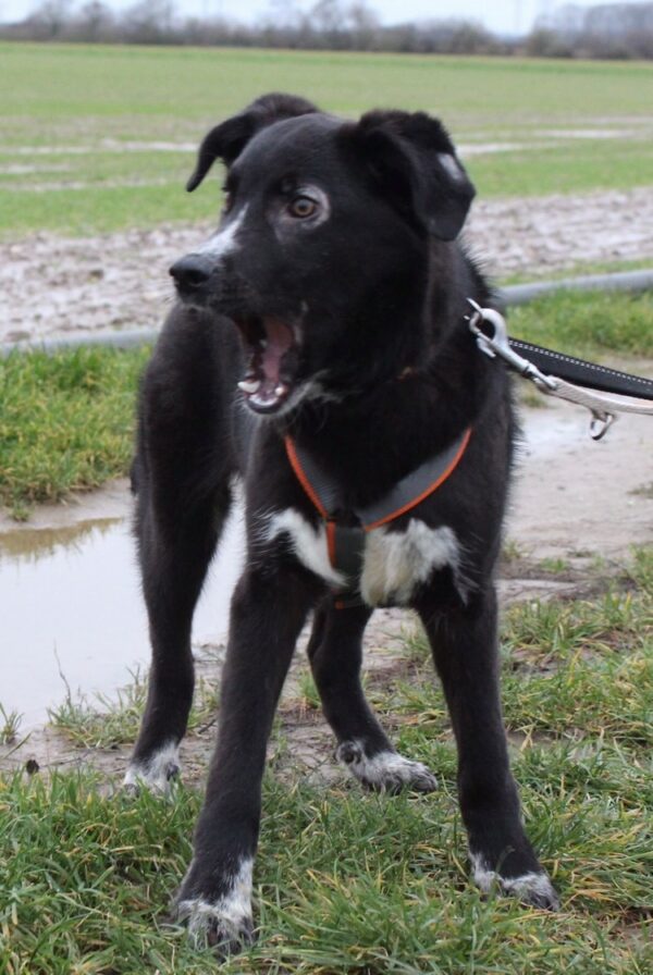 Mäxchen in 40670 Meerbusch - vermittelt – Bild 5