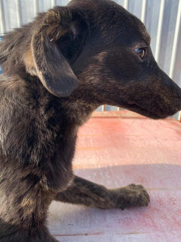 SADIE - reserviert Tierhilfe Lebenswert DR - vermittelt – Bild 2