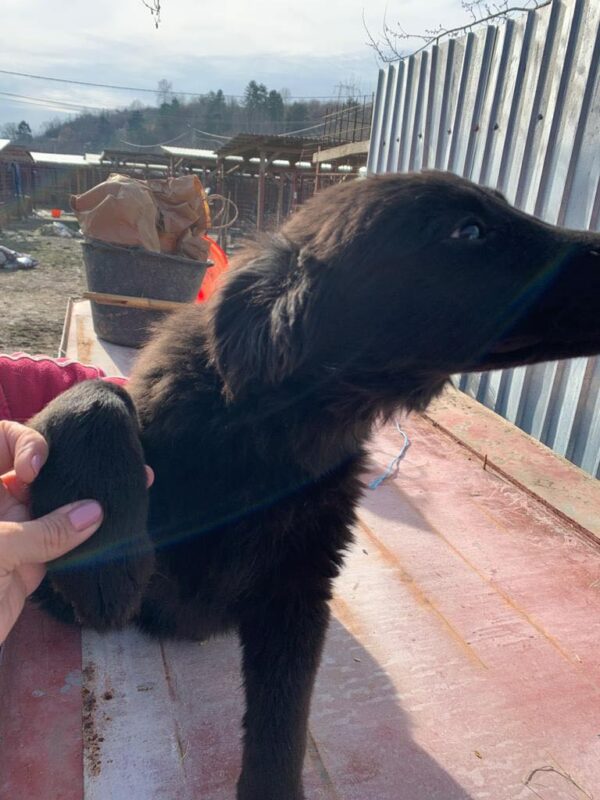 RUBY - reserviert Tierhilfe Lebenswert DR - vermittelt – Bild 3