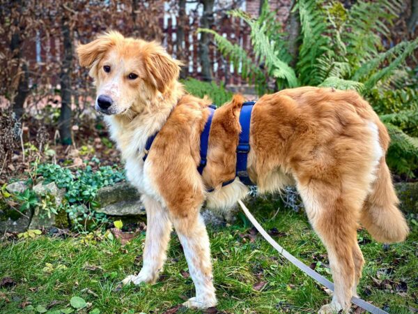 Pumpkin in in 30539 Hannover *reserviert* – Bild 6