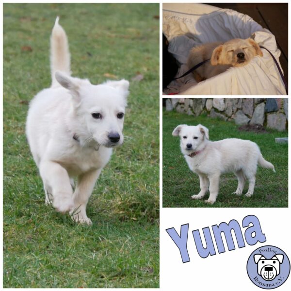 Yuma in 21493 Möhnsen ***vermittelt***