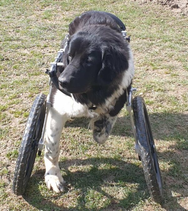 HAWKINS - Gnadenplatzhund seit dem 01.11.2020 – Bild 8