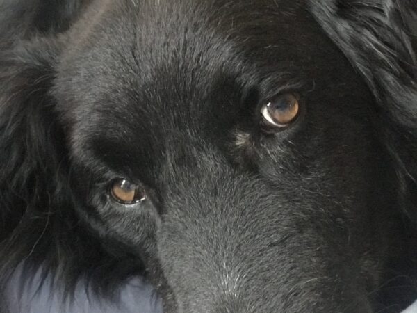 MICK - Gnadenplatzhund seit dem 10.01.2021 - RBB 05/2025 – Bild 6