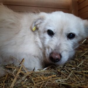 PAOLO - fast blind - reserviert Tierschutzteam Rösrath - vermittelt