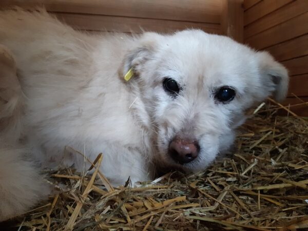 PAOLO - fast blind - reserviert Tierschutzteam Rösrath - vermittelt