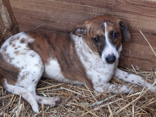 MARY - reserviert Tierschutzteam Rösrath - vermittelt – Bild 2