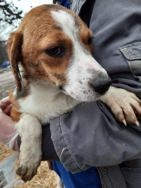 CHRISSI - reserviert Tierschutz Team - vermittelt – Bild 2