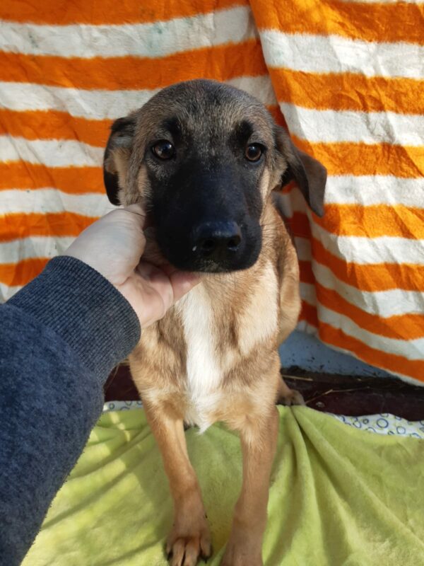 BALOU - reserviert NadineH - vermittelt – Bild 3