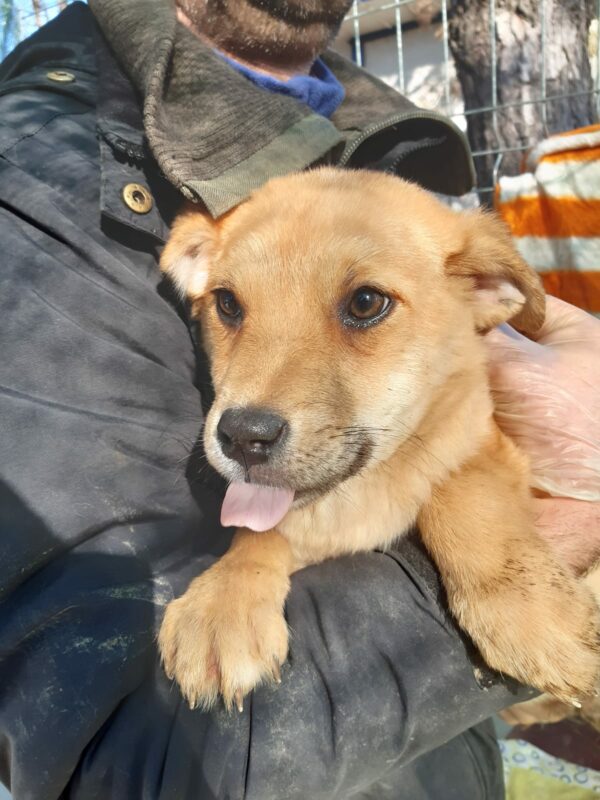 BETTY - reserviert Lorraine - vermittelt – Bild 2