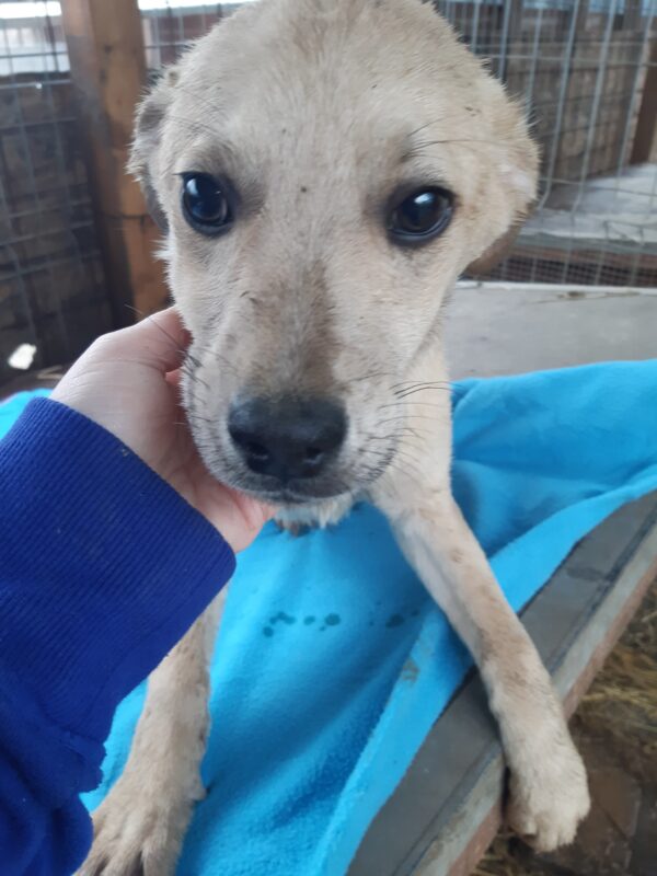 LUCKY - reserviert Hundeengel - vermittelt – Bild 2