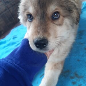 FILOU - reserviert Lorraine - vermittelt