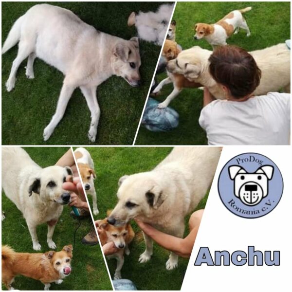 ANCHU - vermittelt – Bild 6