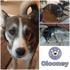 CLOONEY - Gnadenplatzhund seit dem 26.09.2020 *vermittelt*