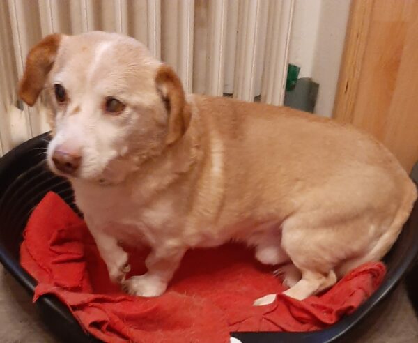 RUDI - Gnadenplatzhund seit dem 04.05.2019 – Bild 6
