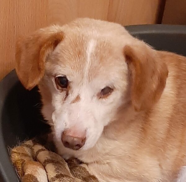 RUDI - Gnadenplatzhund seit dem 04.05.2019 – Bild 3