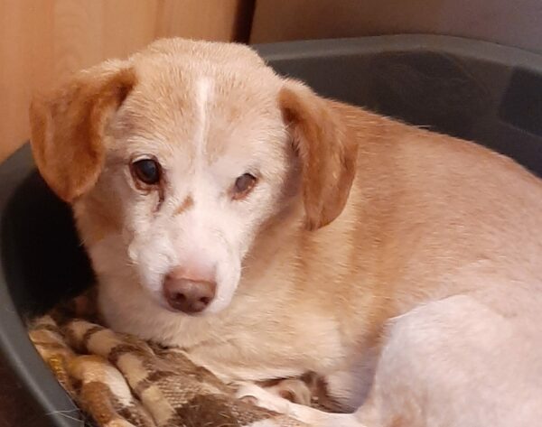 RUDI - Gnadenplatzhund seit dem 04.05.2019 – Bild 4
