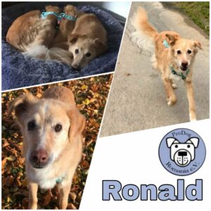 RONALD - RBB 02/23