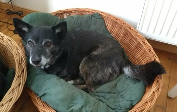 MIKA - Gnadenplatzhund seit dem 02.11.2019 – Bild 4