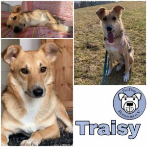 TRAISY - Gnadenplatzhund seit dem 06.11.2020 - vermittelt