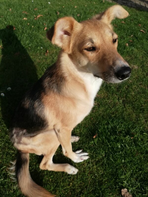 TRAISY - Gnadenplatzhund seit dem 06.11.2020 - vermittelt – Bild 6