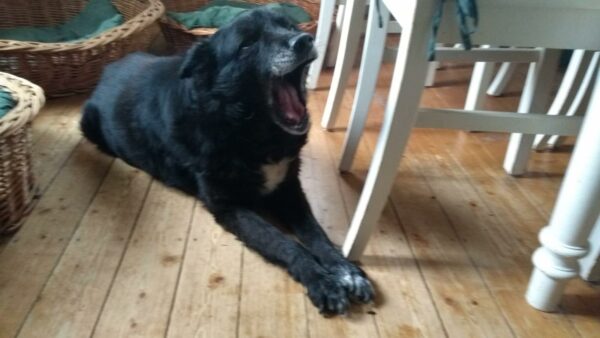 OLLI - Gnadenplatzhund seit dem 30.10.2020 – Bild 4