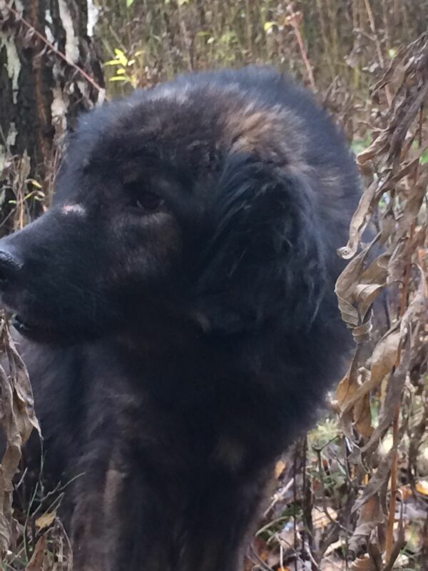 ERAGON - Gnadenplatzhund seit dem 13.10.2018  - vermittelt – Bild 8