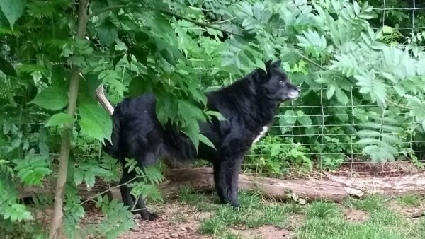 OLLI - Gnadenplatzhund seit dem 30.10.2020 – Bild 5