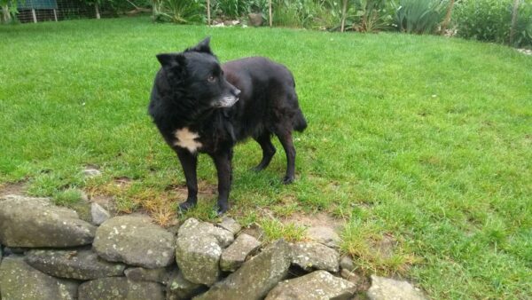OLLI - Gnadenplatzhund seit dem 30.10.2020 – Bild 3