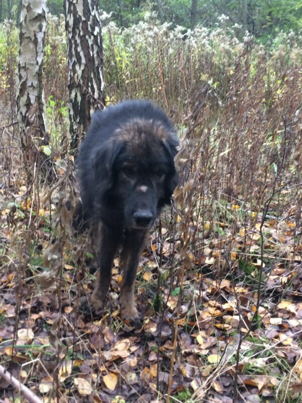 ERAGON - Gnadenplatzhund seit dem 13.10.2018  - vermittelt – Bild 10