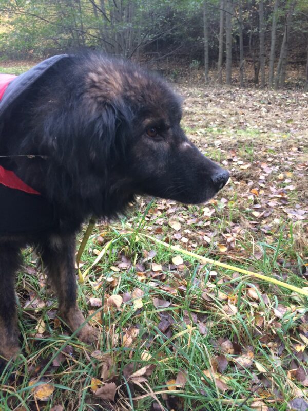ERAGON - Gnadenplatzhund seit dem 13.10.2018  - vermittelt – Bild 5