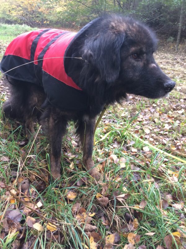 ERAGON - Gnadenplatzhund seit dem 13.10.2018  - vermittelt – Bild 6