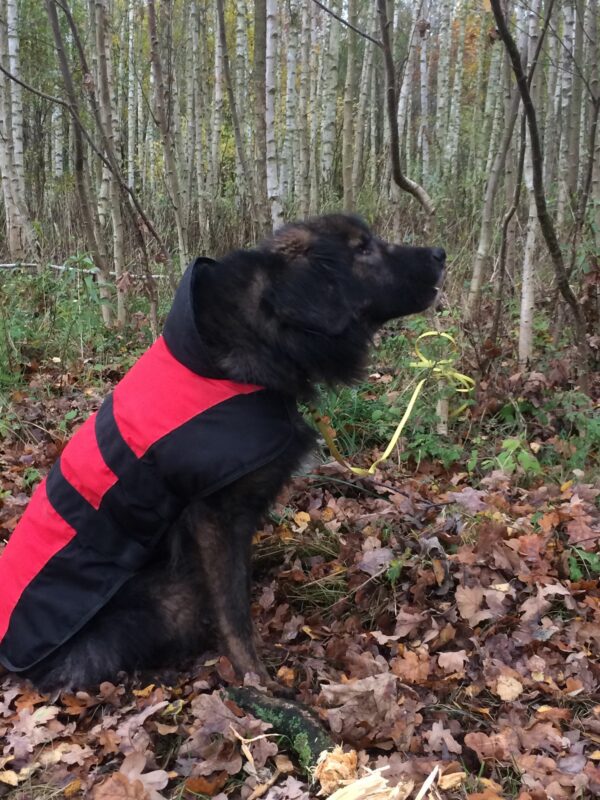 ERAGON - Gnadenplatzhund seit dem 13.10.2018  - vermittelt – Bild 4