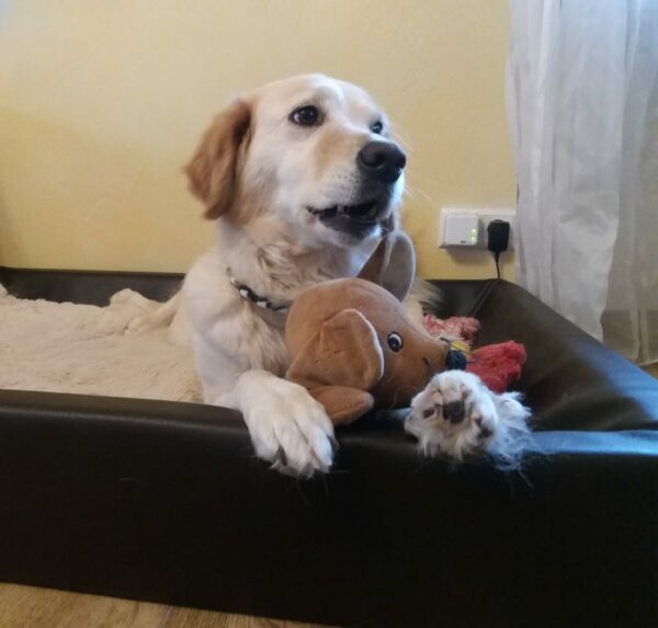 ISSAH - Gnadenplatzhund seit dem 07.06.2019 – Bild 8