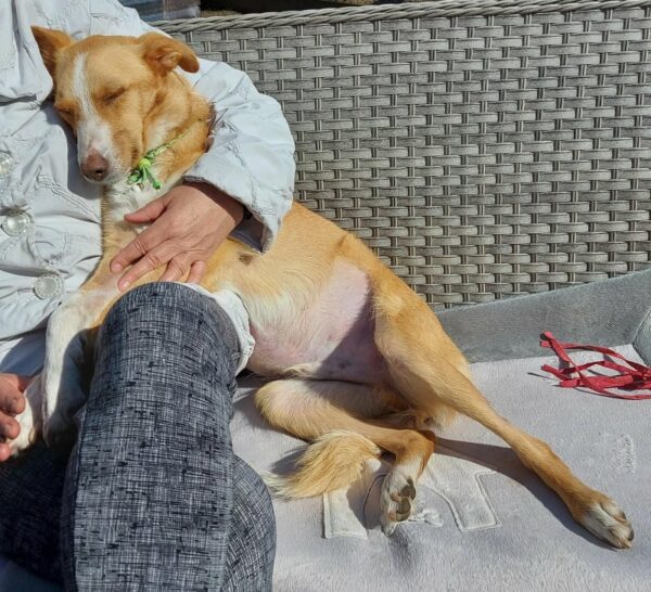 KRISCHAN - Gnadenplatzhund seit dem 28.02.2020 – Bild 6