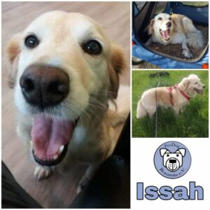 ISSAH - Gnadenplatzhund seit dem 07.06.2019