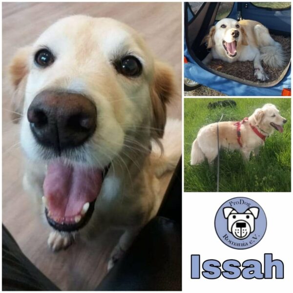 ISSAH - Gnadenplatzhund seit dem 07.06.2019