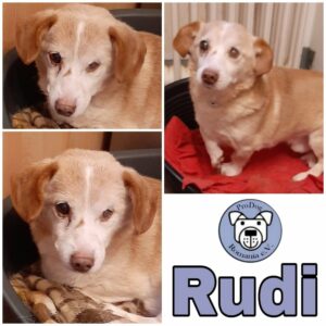 RUDI - Gnadenplatzhund seit dem 04.05.2019
